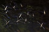Pond skaters (Gerris lacustris).jpg