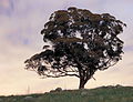 Tree silhouette 1 Canberra ACT.JPG