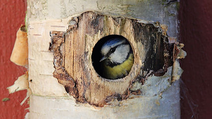 Cyanistes caeruleus taking a peek through nest entrance hole.jpg