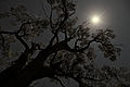 Gum tree with moon, Mount Majura Nature Reserve.jpg