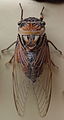 AustralianMuseum cicada specimen 51.JPG