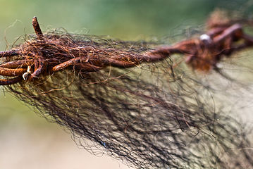 Barbed Wire Lesbos.jpg