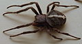 AustralianMuseum spider specimen 26.JPG