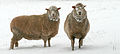 Australian Sheep in Snow.jpg
