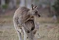 Eastern Grey kangaroo, Majura Nature Reserve ACT 04.jpg