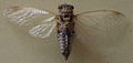 AustralianMuseum cicada specimen 39.JPG