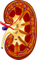 KidneyStructures.svg