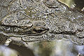 Crocodylus acutus 07.jpg
