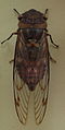 AustralianMuseum cicada specimen 16.JPG