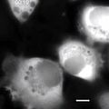 File:Imaging-the-Directed-Transport-of-Single-Engineered-RNA-Transcripts-in-Real-Time-Using-Ratiometric-pone.0085813.s003.ogv