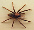 AustralianMuseum spider specimen 29.JPG
