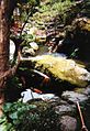 Japanese water garden with carp.jpg