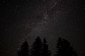 Forest-night-sky-spruce-trees-stars - West Virginia - ForestWander.jpg