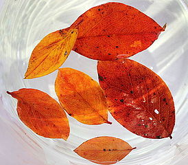 Playing with water, light and leaves (Fagus sylvatica).JPG