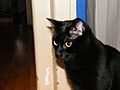 Oms -Black cat .jpg