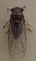 AustralianMuseum cicada specimen 22.JPG