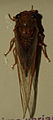 AustralianMuseum cicada specimen 62.JPG