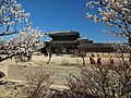 Cherry trees at the Gyeongbokgung Palace with traditional dressed women in the background, Seoul, South Korea.jpg