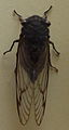 AustralianMuseum cicada specimen 14.JPG