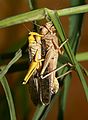 Australian Plague Locusts.jpg