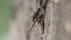 File:Timelapse video of an emerging Common Clubtail dragonfly - Gomphus vulgatissimus.webm