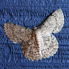 White Moth.jpg
