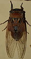 AustralianMuseum cicada specimen 46.JPG