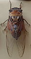 AustralianMuseum cicada specimen 48.JPG