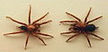 AustralianMuseum spider specimen 31.JPG