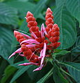 Aphelandra sinclairiana Cairns.jpg