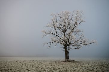 Baum in Kärnten 037.jpg
