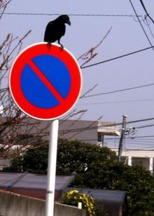 Crow on the sign of no parking.jpg