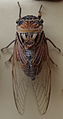 AustralianMuseum cicada specimen 50.JPG