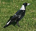 Australian Magpie.jpg