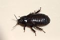 Australian Wood Cockroach 06.jpg