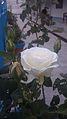 A rose plant.jpg