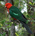 Australian King Parrot male.jpg