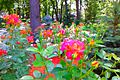 File:(66) ROSES IN GORKY PARK IN CITY OF KHARKIV STATE OF UKRAINE VIDEO BY VIKTOR O LEDENYOV 20160621.ogg