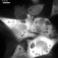 File:Imaging-the-Directed-Transport-of-Single-Engineered-RNA-Transcripts-in-Real-Time-Using-Ratiometric-pone.0085813.s001.ogv