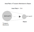 Areal Ratio of tympanic membrane.png