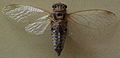 AustralianMuseum cicada specimen 41.JPG
