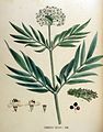 Sambucus ebulus — Flora Batava — Volume v18 cropped.jpg