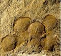 Euanthus-fossil.jpg