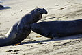 $$$ Elephant Seals fighting DSC 3155 (1 of 1).jpg