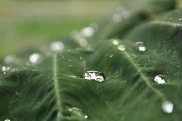 Water droplet on a leaf.JPG