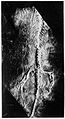 Skull of Erpetosaurus Minutus Moodie. Wellcome M0001205.jpg