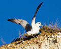 Fulmarus glacialis on cliff.jpg