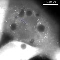 File:Imaging-the-Directed-Transport-of-Single-Engineered-RNA-Transcripts-in-Real-Time-Using-Ratiometric-pone.0085813.s006.ogv