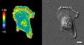 File:A-New-Genetically-Encoded-Single-Chain-Biosensor-for-Cdc42-Based-on-FRET-Useful-for-Live-Cell-pone.0096469.s007.ogv