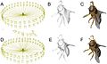 Capturing-Natural-Colour-3D-Models-of-Insects-for-Species-Discovery-and-Diagnostics-pone.0094346.g013.jpg